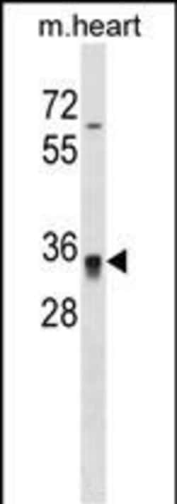 Invitrogen HOXC8 Polyclonal Antibody 400 &mu;L; Unconjugated:Anticuerpos