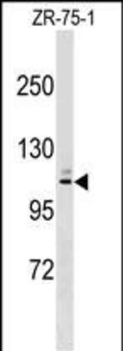 Invitrogen MARCH10 Polyclonal Antibody 400 &mu;L | Buy Online | Invitrogen&trade; | Fisher Scientific