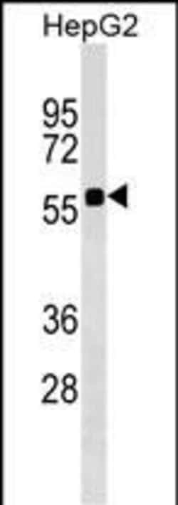 Invitrogen SRCRB4D Polyclonal Antibody 400 &mu;L; Unconjugated:Antibodies,
