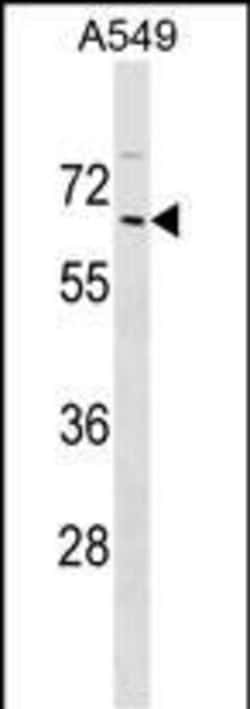 Invitrogen ZNF675 Polyclonal Antibody 400 &mu;L; Unconjugated:Antibodies,