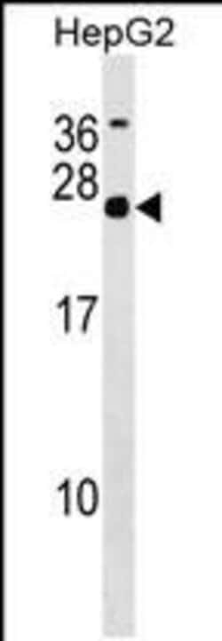 Invitrogen MRG Polyclonal Antibody 400 &mu;L; Unconjugated:Antibodies,
