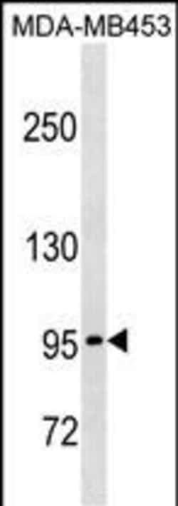 Invitrogen PCDHGA5 Polyclonal Antibody 400 &mu;L | Buy Online | Invitrogen&trade; | Fisher Scientific