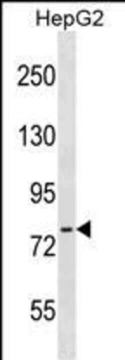 Invitrogen Tensin 4 Polyclonal Antibody 400 &mu;L; Unconjugated:Antibodies,