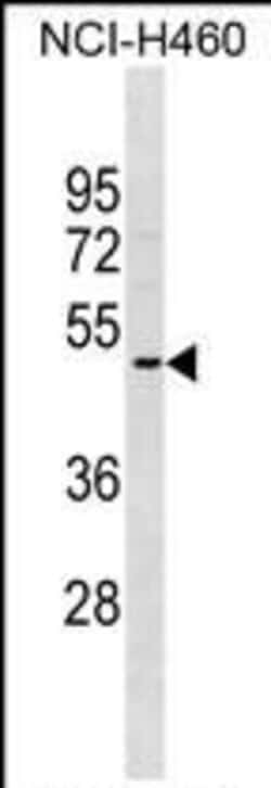 Invitrogen OR2A5 Polyclonal Antibody 400 &mu;L; Unconjugated:Antibodies,