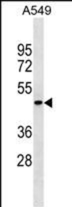Invitrogen PGRP-1b Polyclonal Antibody 400 &mu;L; Unconjugated:Antibodies,