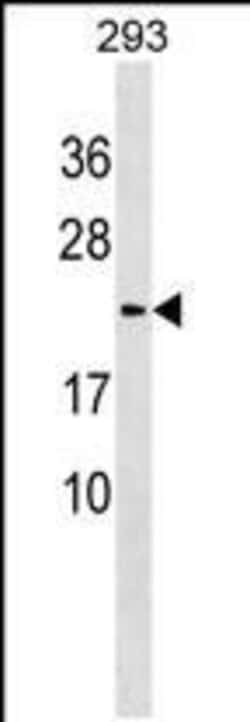 Invitrogen LYZL1 Polyclonal Antibody 400 &mu;L; Unconjugated:Antibodies,