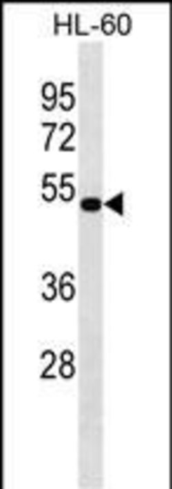 Invitrogen ASAHL Polyclonal Antibody 400 &mu;L; Unconjugated:Antibodies,