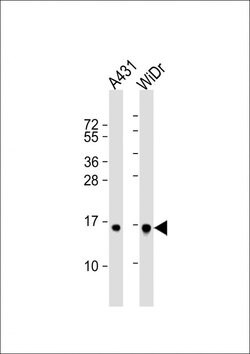 Invitrogen Histone H2B Polyclonal Antibody 400 &mu;L; Unconjugated:Antibodies,
