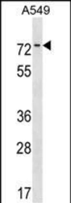 Invitrogen HKR1 Polyclonal Antibody 400 &mu;L; Unconjugated:Antibodies,
