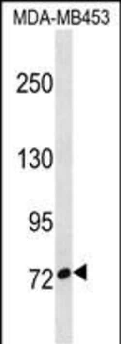 Invitrogen CUX1 Polyclonal Antibody 400 &mu;L; Unconjugated:Antibodies,