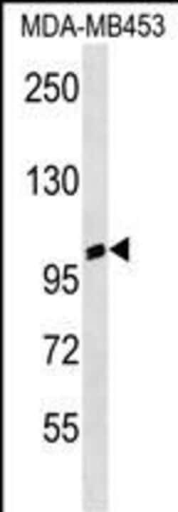Invitrogen A20A3 Polyclonal Antibody 400 &mu;L; Unconjugated:Antibodies,