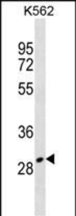 Invitrogen Talanin Polyclonal Antibody 400 μL; Unconjugated:Antibodies,