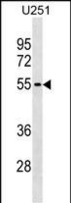 Invitrogen KLHDC7B Polyclonal Antibody 400 &mu;L; Unconjugated:Antibodies,