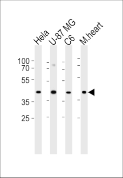Invitrogen Connexin 43 Polyclonal Antibody 400 &mu;L | Buy Online | Invitrogen&trade; | Fisher Scientific