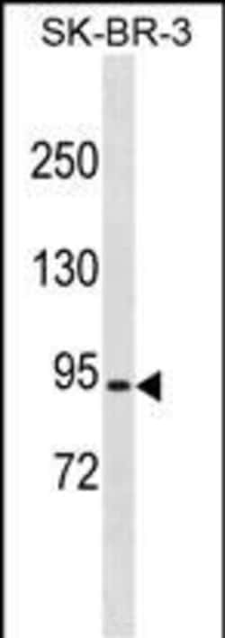 Invitrogen COP1 Polyclonal Antibody 400 &mu;L; Unconjugated:Antibodies,