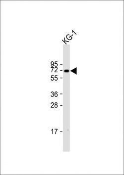 Invitrogen ZNF93 Polyclonal Antibody 400 &mu;L; Unconjugated:Antibodies,