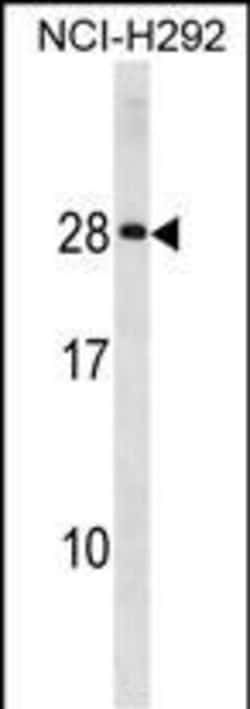 Invitrogen HLA-DQA2 Polyclonal Antibody 400 μL; Unconjugated:Antibodies,