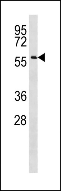 Invitrogen CCDC155 Polyclonal Antibody 400 &mu;L; Unconjugated:Antibodies,