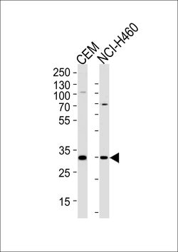 Invitrogen Macro H2A.2 Polyclonal Antibody 400 &mu;L; Unconjugated:Antibodies,