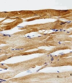 Invitrogen GFAP Polyclonal Antibody 400 &mu;L; Unconjugated:Anticorps,