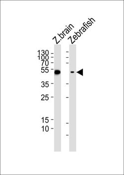 Invitrogen GFAP Polyclonal Antibody 400 &mu;L; Unconjugated:Anticorps,