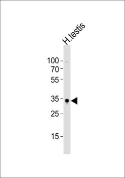 Invitrogen SOX15 Polyclonal Antibody 400 &mu;L; Unconjugated:Antibodies,