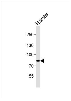Invitrogen ANAPC2 Polyclonal Antibody 400 &mu;L; Unconjugated:Antibodies,