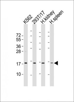 Invitrogen NFE4 Polyclonal Antibody 400 &mu;L; Unconjugated:Antibodies,