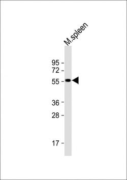 Invitrogen SRMS Polyclonal Antibody 200 &mu;L; Unconjugated:Antibodies,