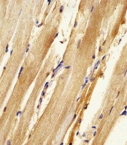 Invitrogen Adenylate Kinase 2 Polyclonal Antibody 200 &mu;L; Unconjugated:Antibodies,