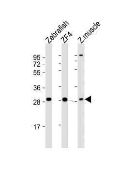 Invitrogen Adenylate Kinase 2 Polyclonal Antibody 200 &mu;L; Unconjugated:Antibodies,
