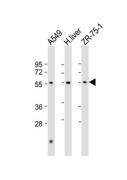 Invitrogen PM20D1 Polyclonal Antibody 200 &mu;L; Unconjugated:Antibodies,