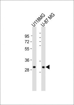 Invitrogen STX1B Polyclonal Antibody 200 &mu;L; Unconjugated:Antibodies,