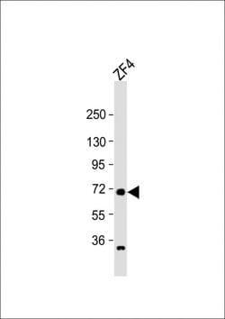 Invitrogen RAB11FIP4A Polyclonal Antibody 200 μL; Unconjugated:Antibodies,
