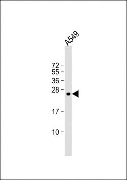 Invitrogen PUMA delta/gamma Polyclonal Antibody 200 &mu;L; Unconjugated:Antibodies,