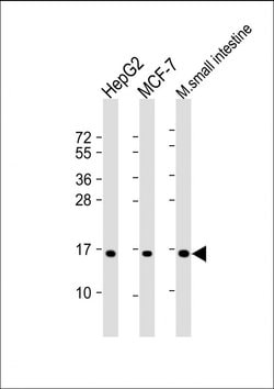 Invitrogen COX4I2 Polyclonal Antibody 200 &mu;L; Unconjugated:Antibodies,
