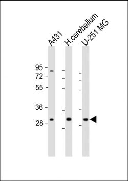 Invitrogen BCDIN3D Polyclonal Antibody 200 &mu;L; Unconjugated:Antibodies,