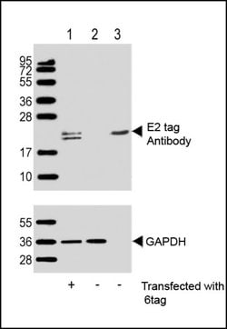 Invitrogen E2 tag Polyclonal Antibody 200 μL; Unconjugated:Antibodies,