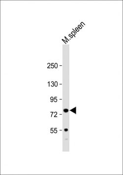 Invitrogen Kindlin 3 Polyclonal Antibody 200 &mu;L; Unconjugated:Antibodies,
