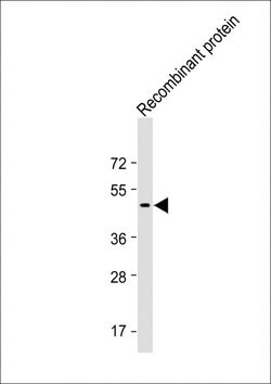Invitrogen TrpE Tag Polyclonal Antibody 200 &mu;L; Unconjugated:Antibodies,