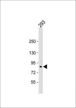 TARSL2 Polyclonal Antibody 400 &mu;L | Buy Online | Thermo Fisher Scientific | Fisher Scientific