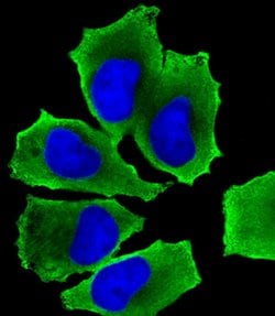 Invitrogen LZK Polyclonal Antibody 400 &mu;L; Unconjugated:Antibodies,