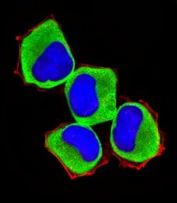 Invitrogen LZK Polyclonal Antibody 400 &mu;L; Unconjugated:Antibodies,