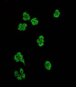 Invitrogen LZK Polyclonal Antibody 400 &mu;L; Unconjugated:Antibodies,