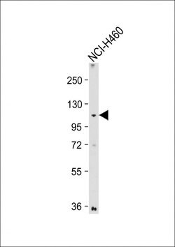 Invitrogen LZK Polyclonal Antibody 400 &mu;L; Unconjugated:Antibodies,