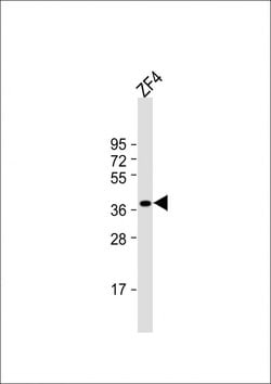 Invitrogen Ephrin B2 Polyclonal Antibody 400 μL; Unconjugated:Antibodies,
