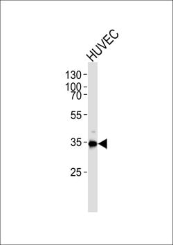 Invitrogen GAPDH Polyclonal Antibody 400 &mu;L; Unconjugated:Antibodies,
