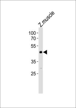Invitrogen JNK1 Polyclonal Antibody 400 &mu;L; Unconjugated:Antibodies,
