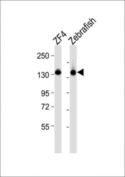 Invitrogen CYFIP1 Polyclonal Antibody 400 &mu;L; Unconjugated:Antibodies,