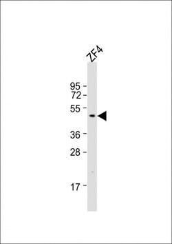 Invitrogen DMRT3A Polyclonal Antibody 200 μL; Unconjugated:Antibodies,